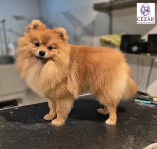 Pomeranian po pielęgnacji w salonie Psiej Urody Cezar