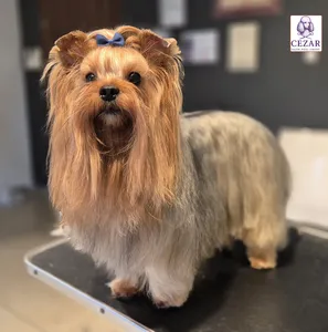 York po pielęgnacji w salonie Psiej Urody Cezar
