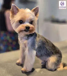 Mały pies po strzyżeniu w salonie Psiej Urody Cezar
