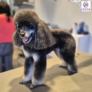 Pudel po strzyżeniu w salonie Psiej Urody Cezar