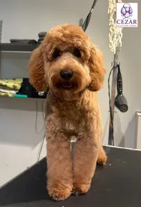 Rudy pies po pielęgnacji w salonie Psiej Urody Cezar