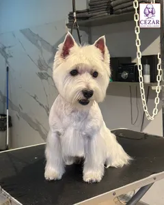 Biały pies po strzyżeniu w salonie Psiej Urody Cezar