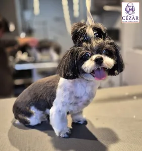 Czarno-biały pies po strzyżeniu w salonie Psiej Urody Cezar