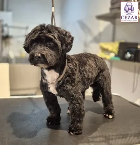 Czarny pies po strzyżeniu w salonie Psiej Urody Cezar